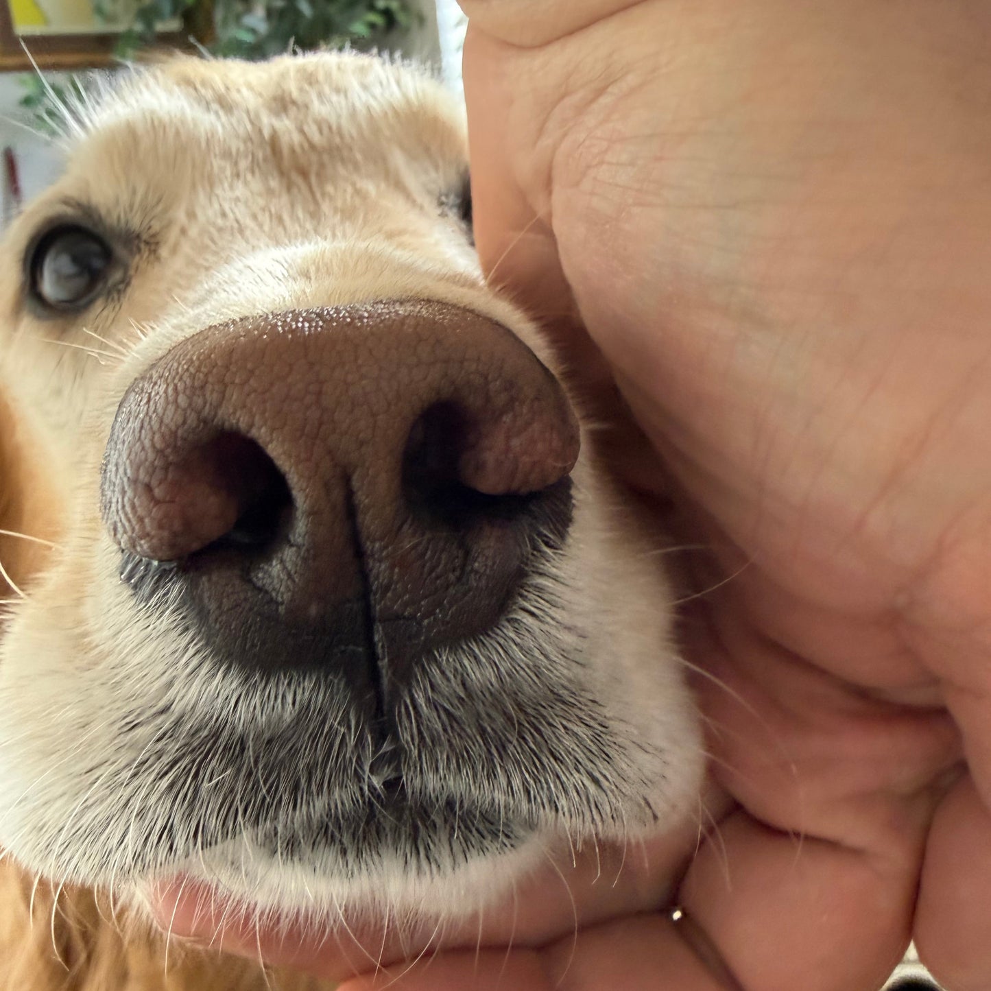 The Forever Boop. Custom Designed Pet Nose Pendant - Dog or Cat