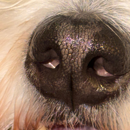 The Forever Boop. Custom Designed Pet Nose Pendant - Dog or Cat